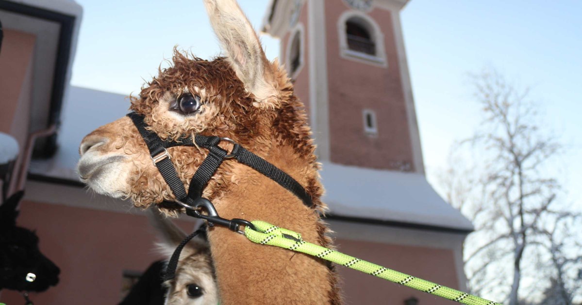 Salzburgland Alpkas aus Adnet in St. Jakob - Foto: TVB Puch